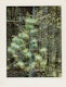Thumbnail of Artwork by Eliot Furness Porter, Plates from the book “In Wildness Is the Preservation of the World”