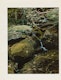 Thumbnail of Artwork by Eliot Furness Porter, Plates from the book “In Wildness Is the Preservation of the World”