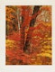 Thumbnail of Artwork by Eliot Furness Porter, Plates from the book “In Wildness Is the Preservation of the World”
