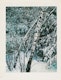 Thumbnail of Artwork by Eliot Furness Porter, Plates from the book “In Wildness Is the Preservation of the World”