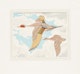 Thumbnail of Artwork by Alfred Joseph Casson, Pintail