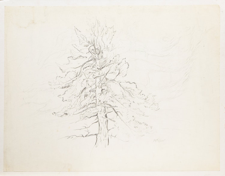 Artwork by Alexander Samuel Millar,  Tree Study; Forest Landscape; Lake Shore; Trees and Lake; Thistles 