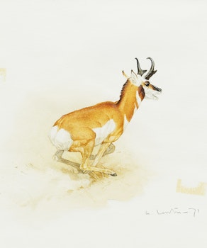 Artwork by Martin Glen Loates, Antelope