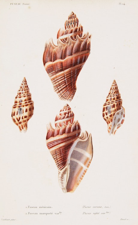 Artwork by Louis-Charles Kiener, 6 Engravings from “Species Generale et Iconographie des Coquilles Vivantes, 1834-1879”