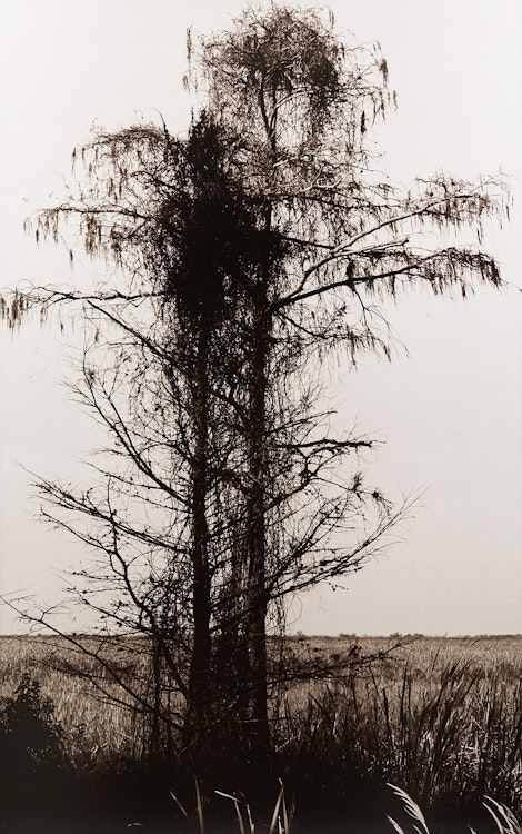 Artwork by Pierre Charrier, Untitled #640