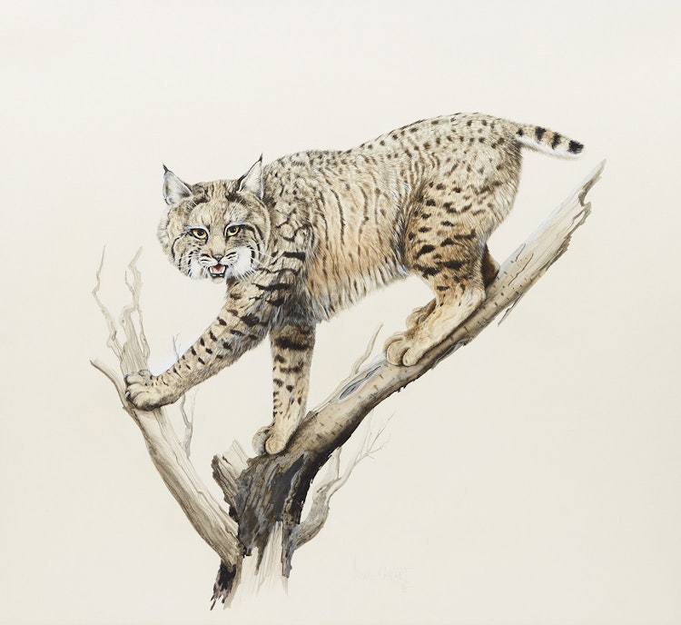 Artwork by Lissa Calvert, Bobcat