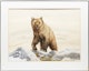 Thumbnail of Artwork by Lissa Calvert, Grizzly Bear