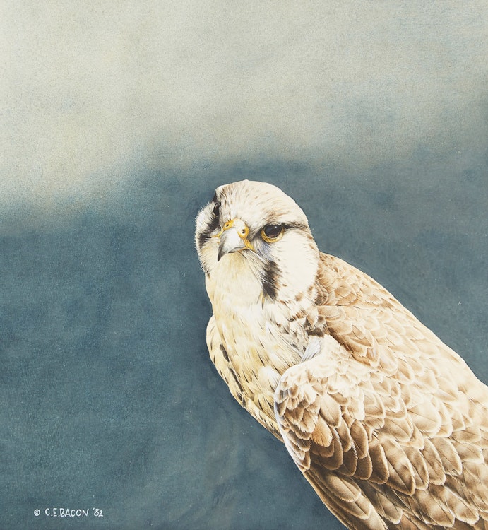 Artwork by Chris E. Bacon,  Prairie Falcon