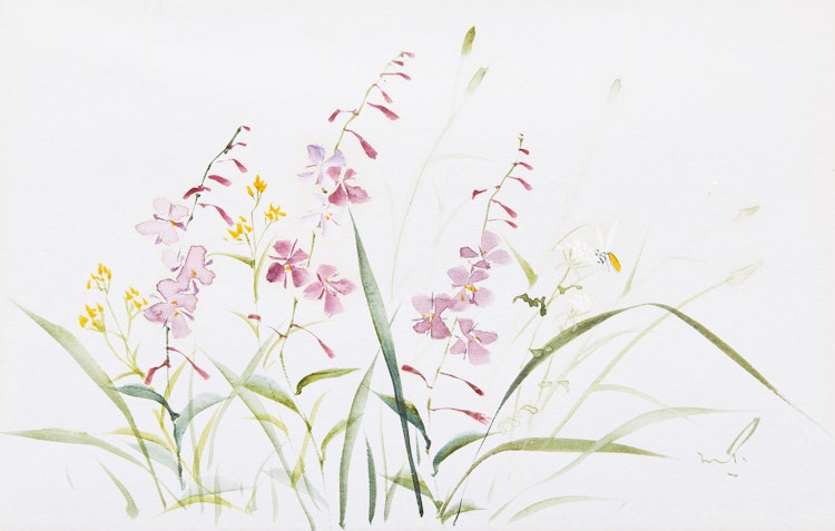 Artwork by Marjorie Pigott, Floral Studies