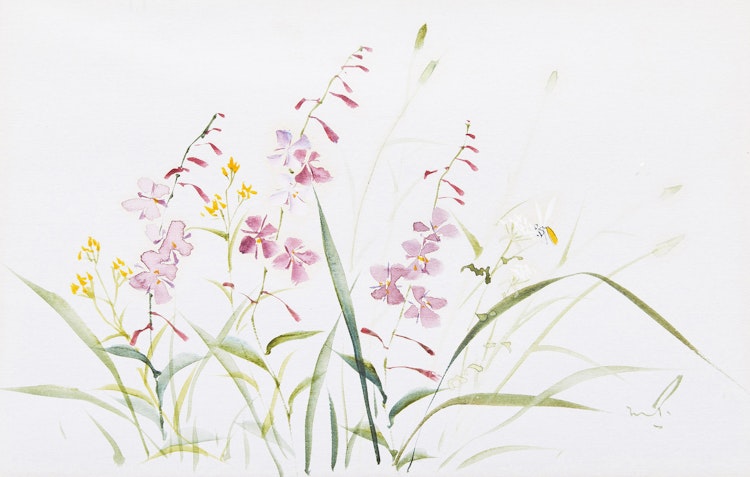 Artwork by Marjorie Pigott,  Floral Studies