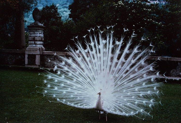 Artwork by Jennifer Joan Dickson, Peacock Cacophony, Isola Bella