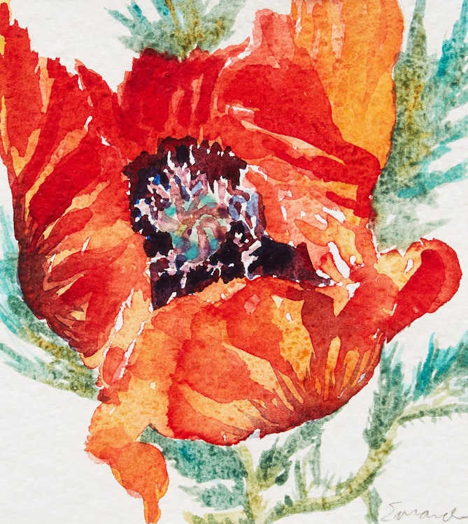 Artwork by Jamie Evrard,  Poppy