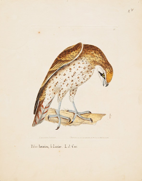 Artwork by William Lewin, Set of Ten Prints of Birds by William Lewin and Five others
