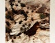 Thumbnail of Artwork by Marilyn Westlake, A Selection of Twenty-One Works