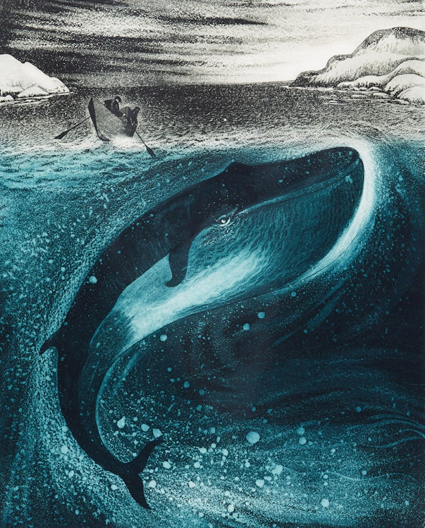 Artwork by David Lloyd Blackwood, Young Whale in Greenspond Tickle