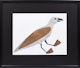 Thumbnail of Artwork by Kenojuak Ashevak, Kinglet Arctic Bird