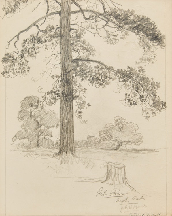 Artwork by James Edward Hervey MacDonald, Red Pine, High Park; Tree