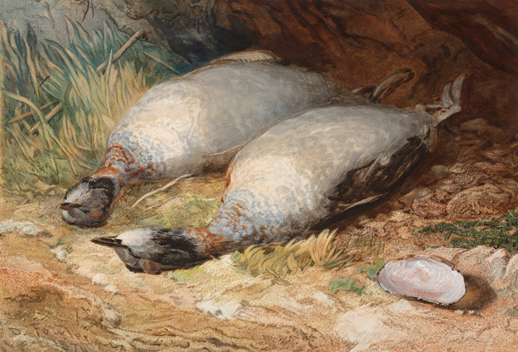 Artwork by Daniel Fowler, Canadian Partridges