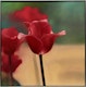 Thumbnail of Artwork by James Lahey, Real Tulips