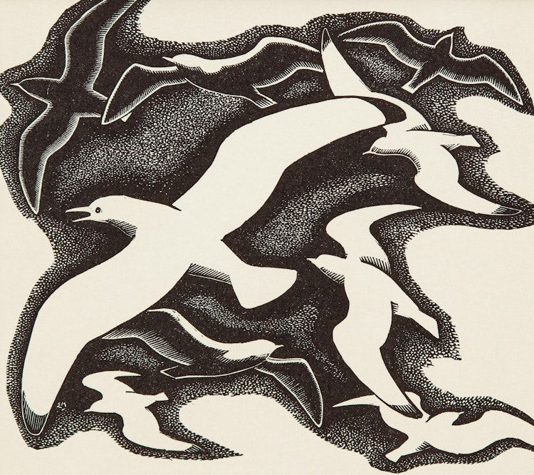 Artwork by Edwin Headley Holgate, Gulls