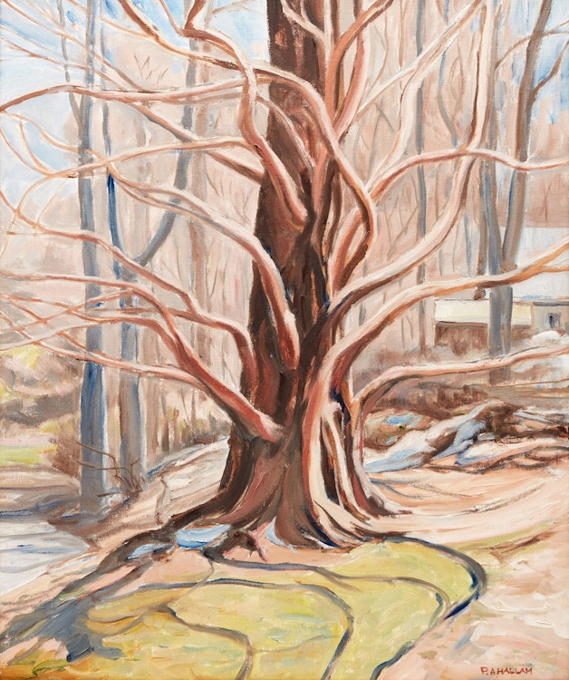 Artwork by Paul A. Hallam, Dawn Redwood