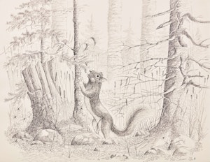 Artwork by Eddy Cobiness, Squirrel, 1974