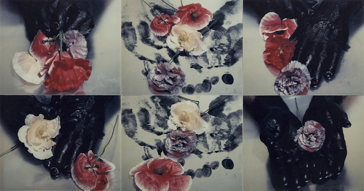 Artwork by Carol Marino, Poppies in the Black