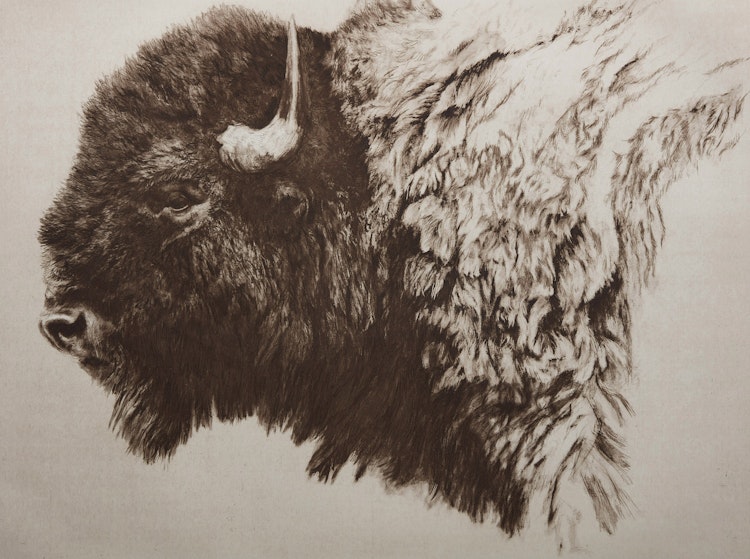 Artwork by Robert Bateman, Bison